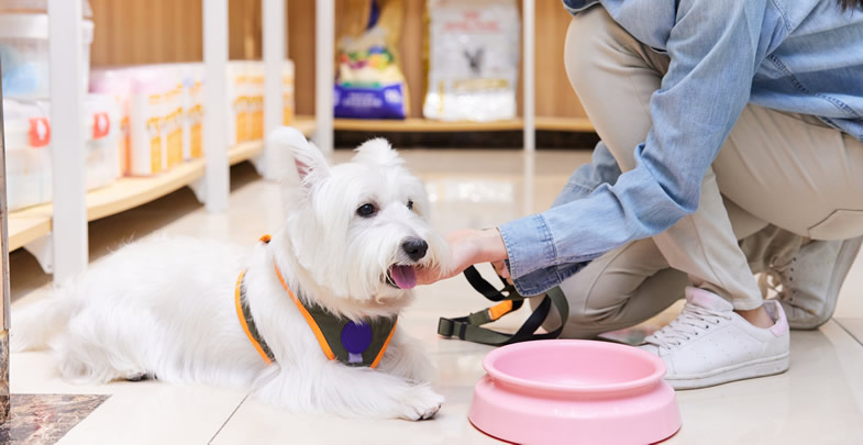 掘金藍海 寵物食品銷售——男性創業者的新機遇